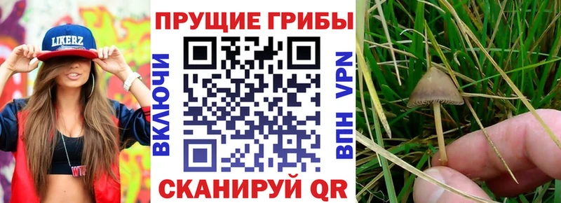 Купить Алупка Псилоцибиновые грибы мухоморы